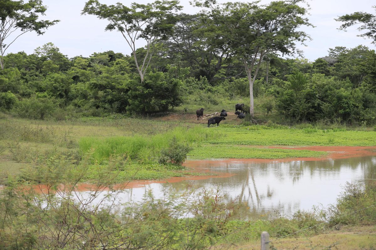 Campesinos ven esperanza sobre las huellas del despojo paramilitar en hacienda colombiana