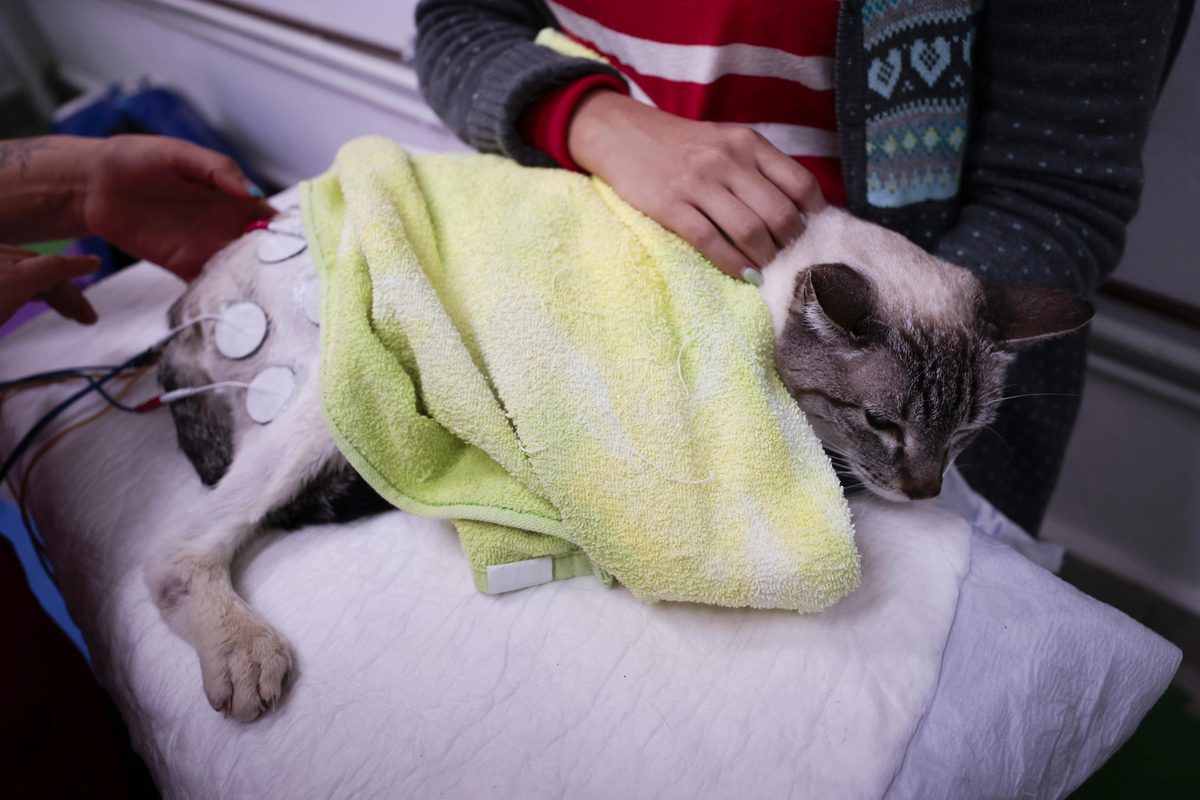 La «paternidad de mascotas» impulsa el gasto veterinario en América Latina