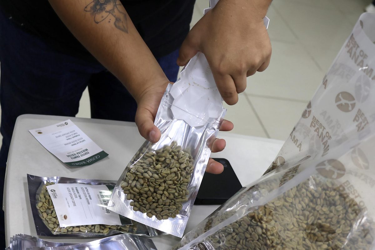 El clima golpea la producción en Panamá del café más caro del mundo, mas no su calidad