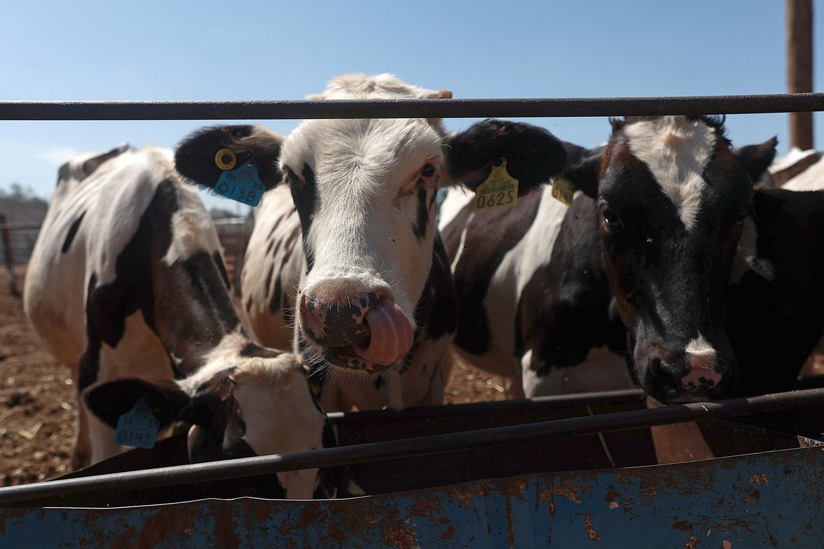 Ganaderos del norte de México refuerzan medidas sanitarias por plaga de gusano barrenador