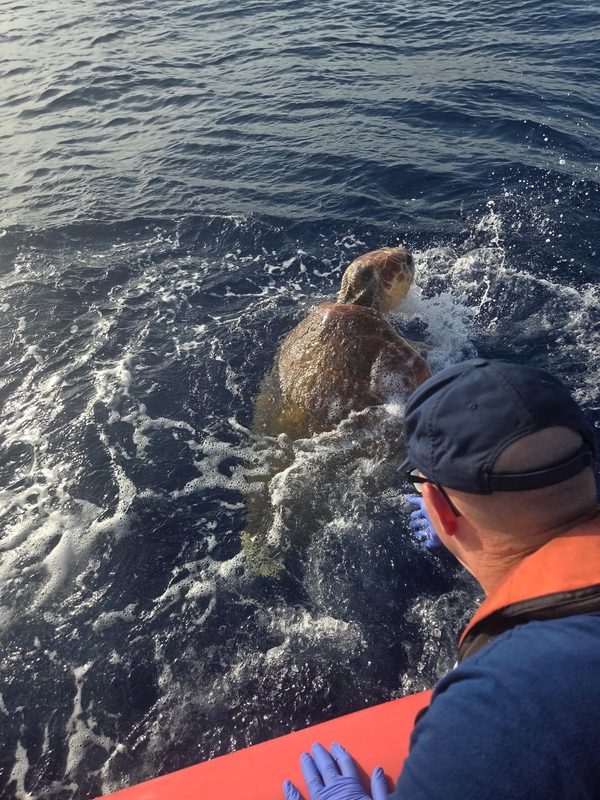La Guardia Costera rescata una tortuga boba de unos 80 años en los Cayos de Florida