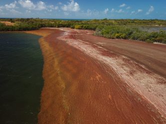 DRNA moviliza personal y equipo para remover sargazo en Lajas y Cabo Rojo
