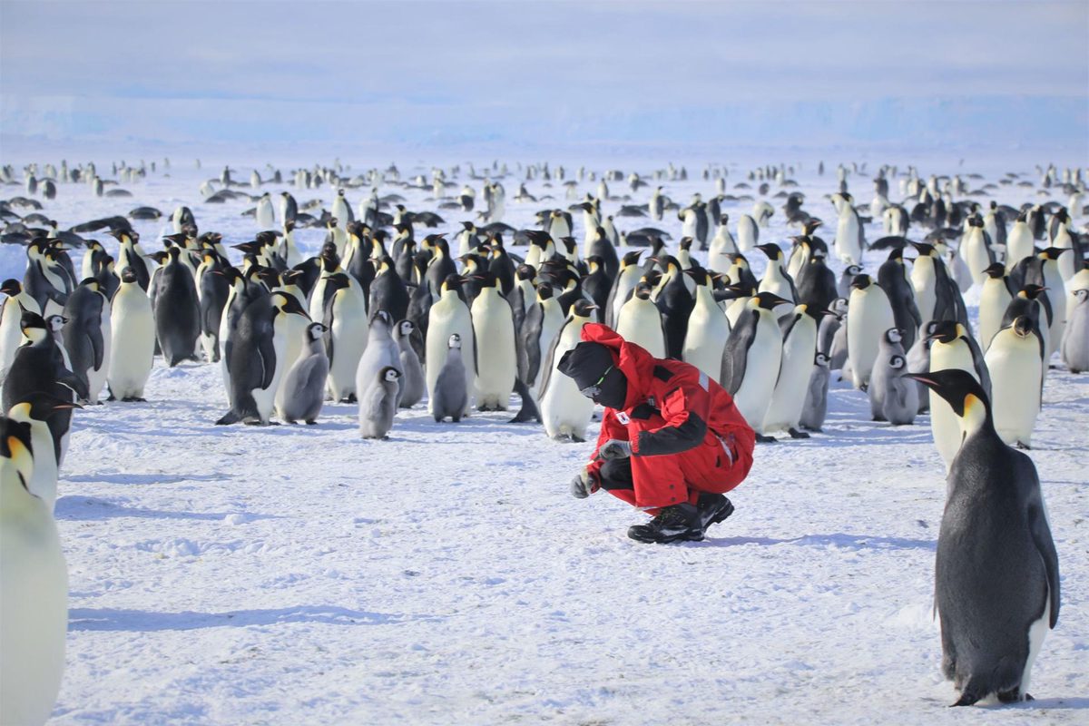 El número de crías de pingüinos en la isla Coulman (Antártida) disminuyó un 69 % en 2025