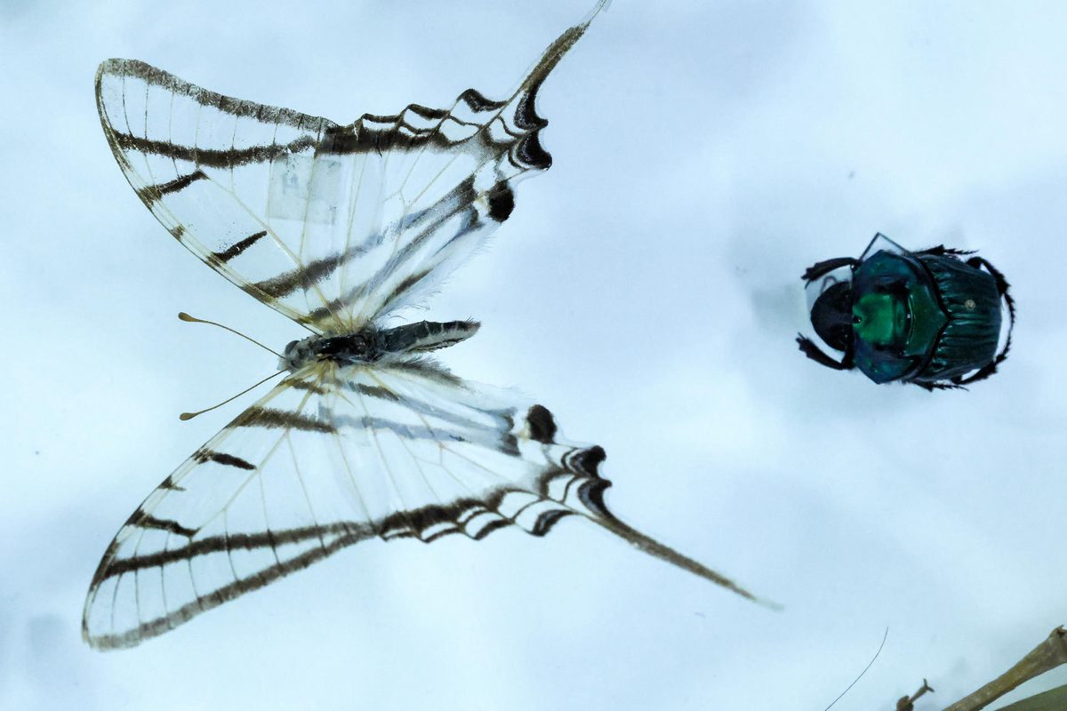 Identifican más de 8.000 potenciales nuevas especies de insectos en Ecuador gracias al ADN