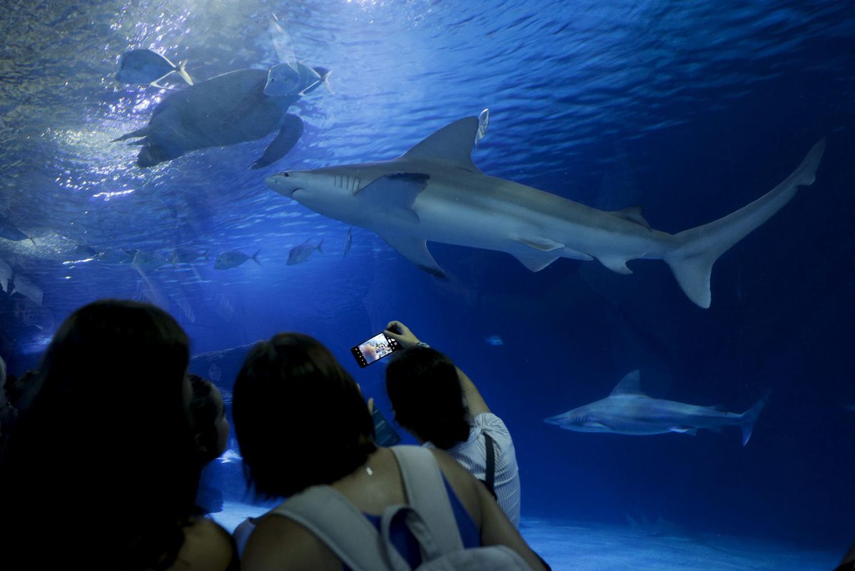 El Oceanogràfic pone el nombre de Ferran Torres a uno de sus tiburones grises