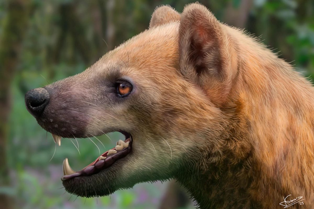 Descubren una nueva especie de «perro oso» que habitó en España hace 15,9 millones de años