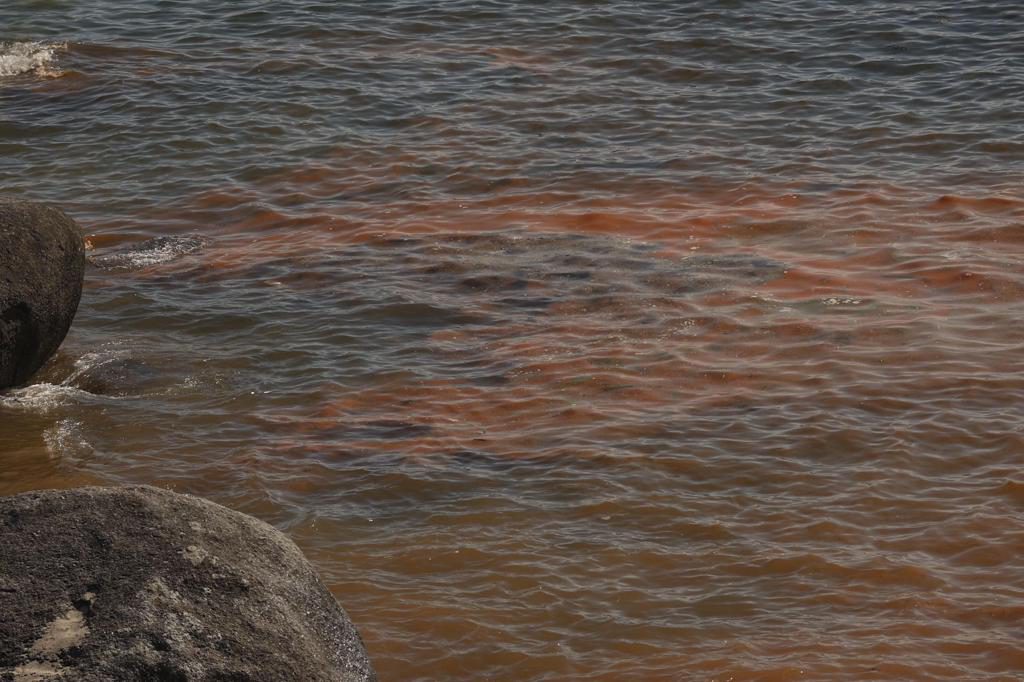 ¿Qué es el mar de ardora? El fenómeno que hace brillar las aguas de Galicia