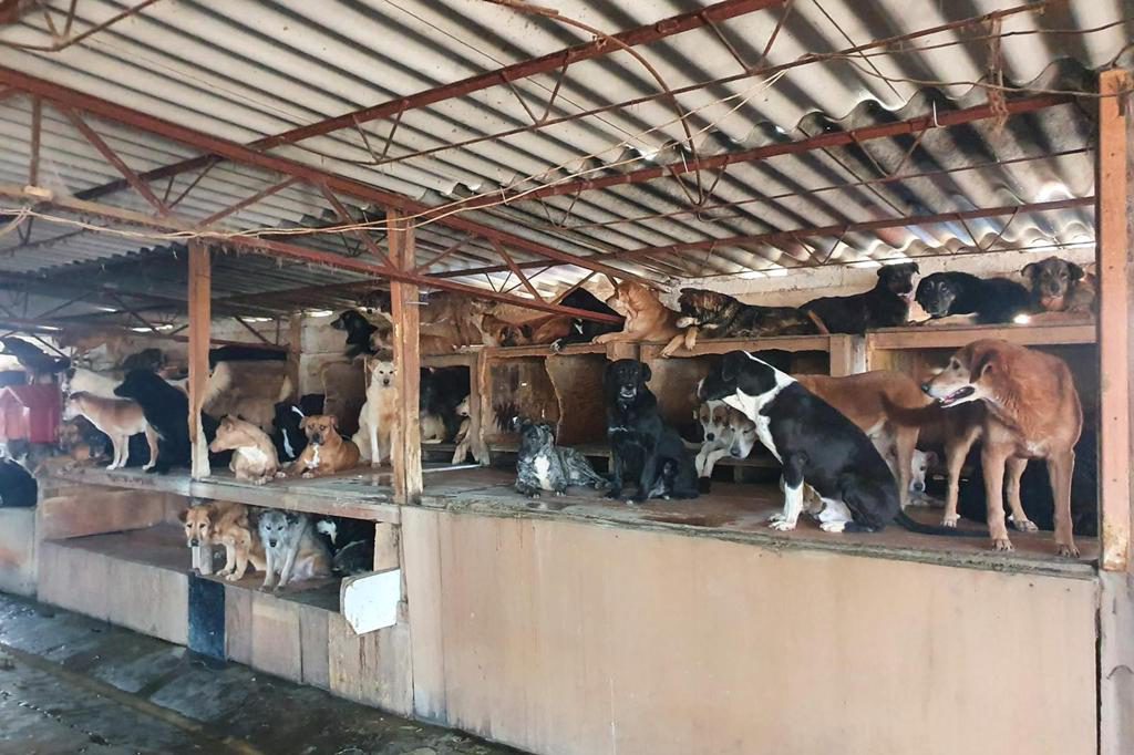 Abandono de perros en México, Argentina y Brasil aumentó un 20 % anual tras la pandemia