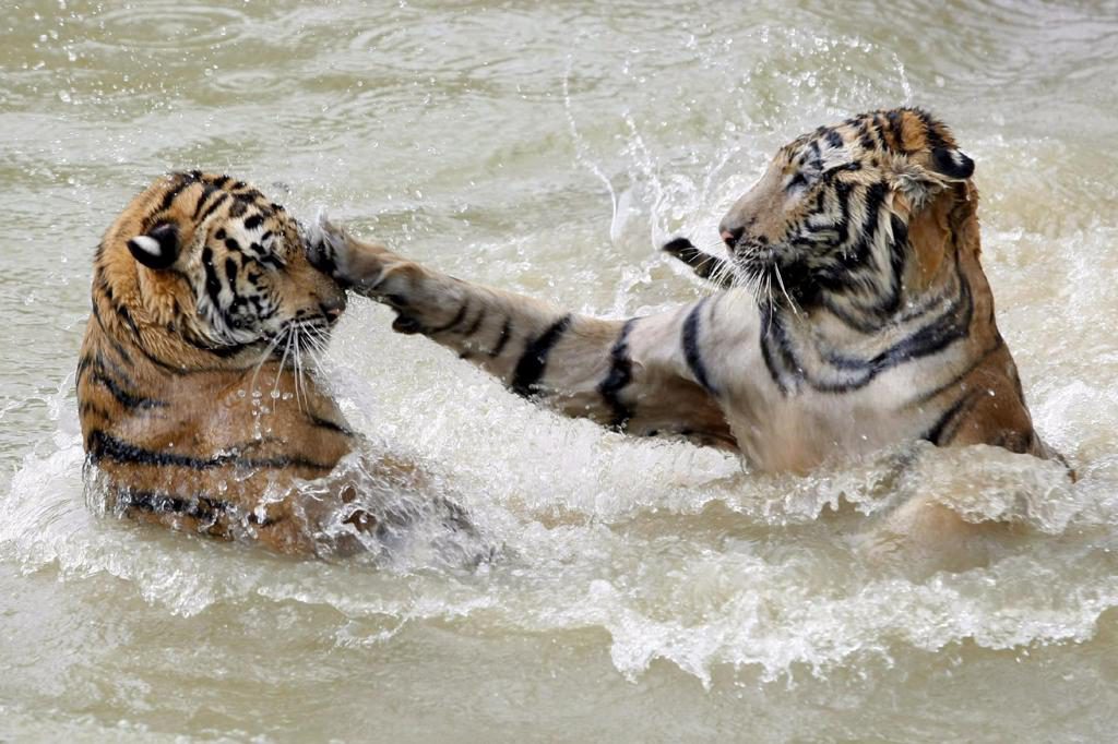 La población de tigres de Nepal aumenta un 21 % y alcanza el récord de 429 ejemplares