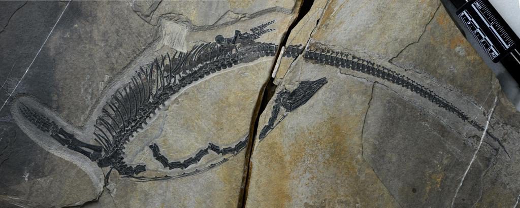 Un fósil permite identificar los órganos internos de un reptil marino prehistórico