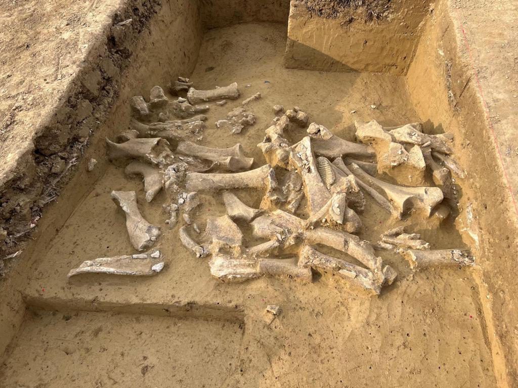 El ADN antiguo revela que los humanos de la Edad de Hielo preferían cazar mamuts hembras