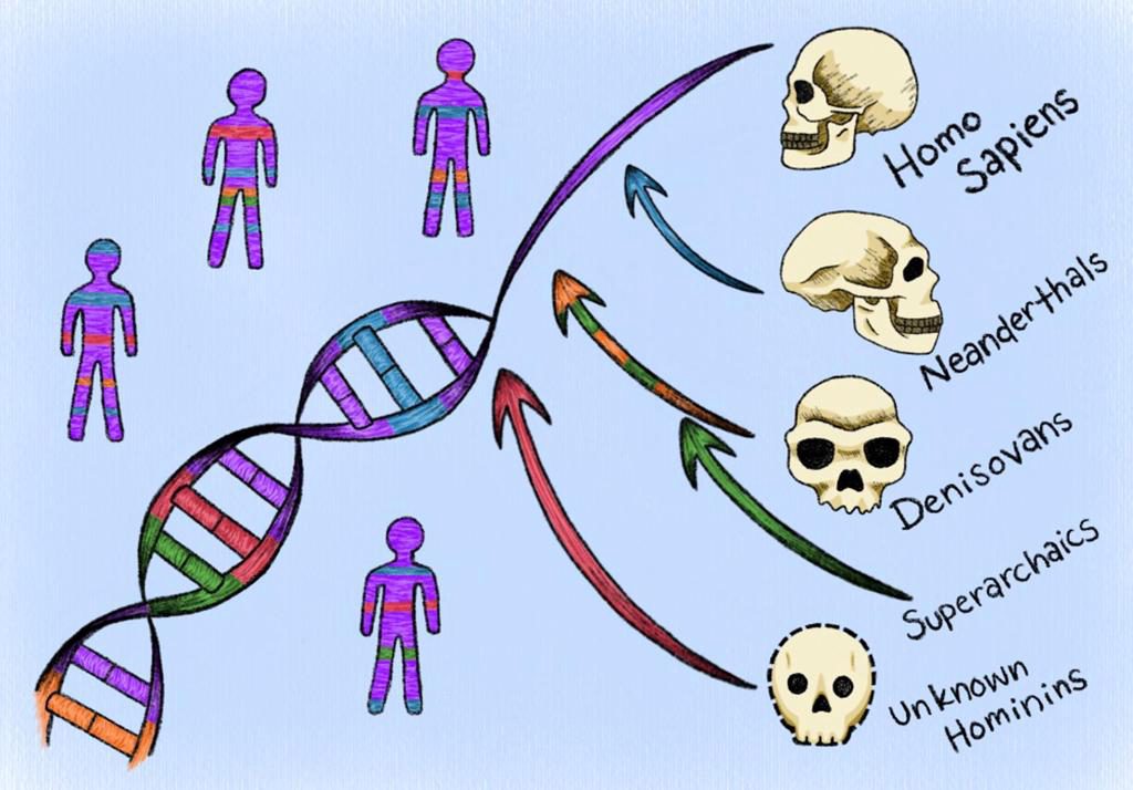 Un nuevo enfoque computacional identifica ADN humano heredado de ancestros «fantasma»
