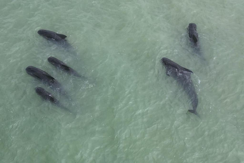 Liberan a mar abierto a las ballenas piloto varadas en la orilla de Punta Santiago