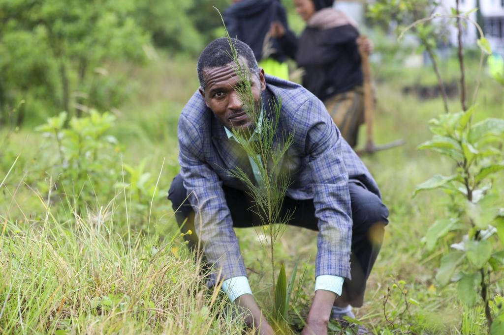 Etiopía busca plantar 800 millones de árboles en un solo día frente al cambio climático