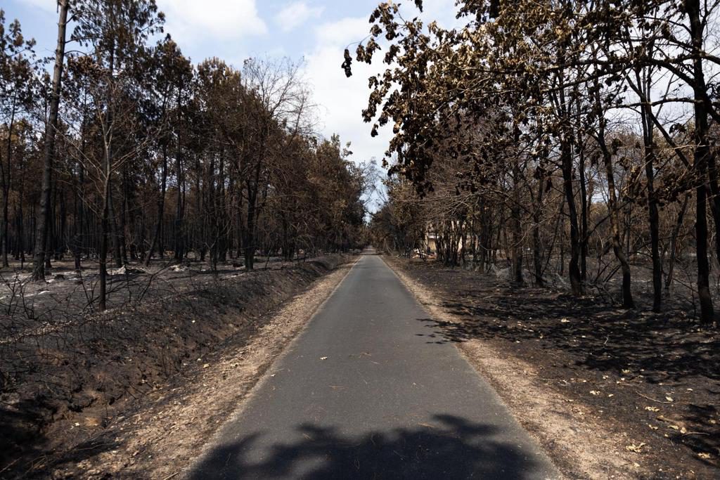 Megaincendio de Gironda: una mujer recupera a su gato 17 años después de haberlo perdido