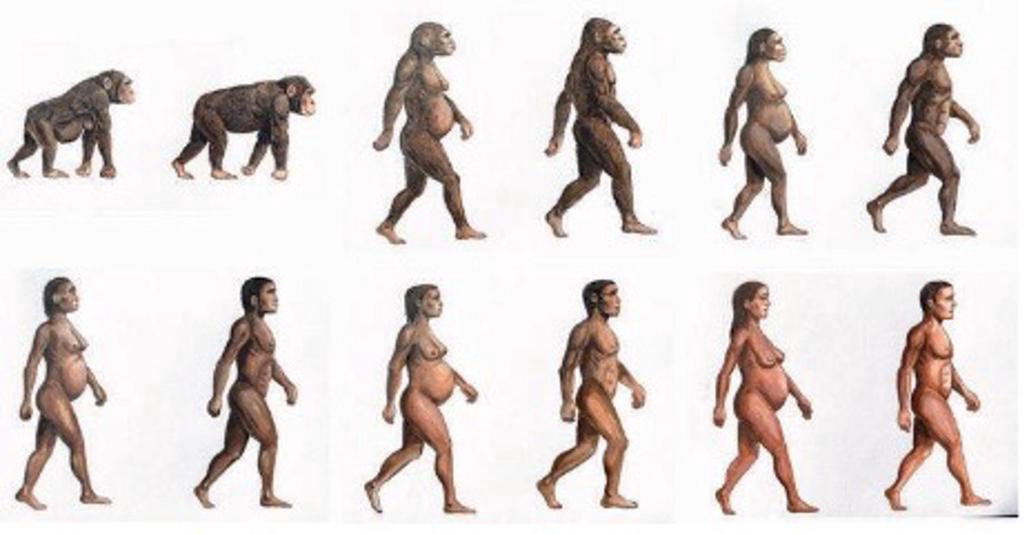 Los azúcares naturales han sido fundamentales para la evolución del cerebro humano