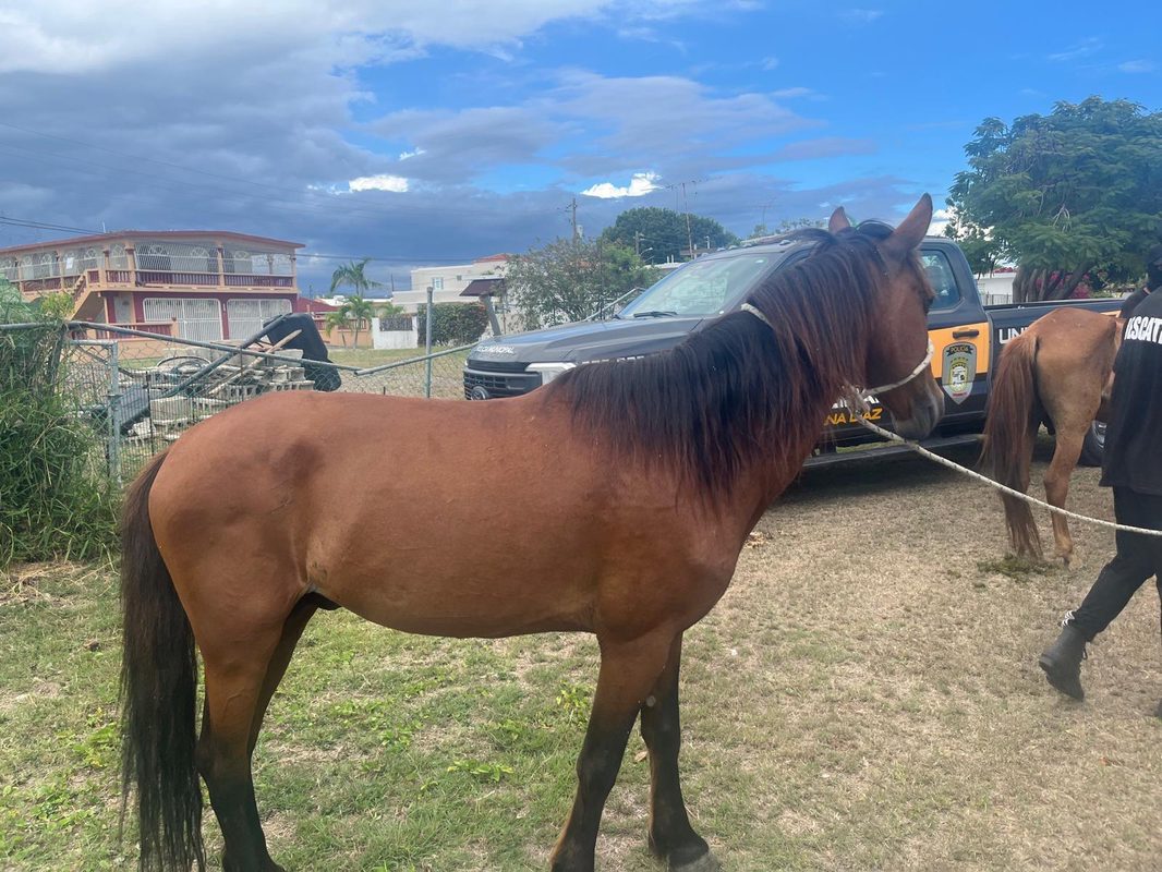 Accidente de tránsito con equino en Arecibo
