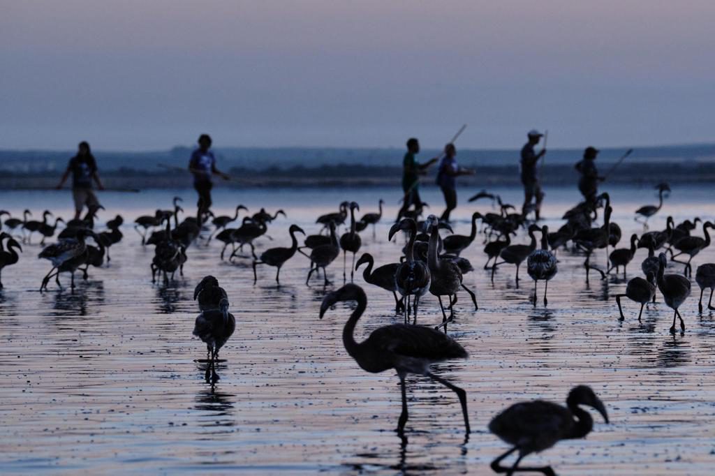 Anilladas en la Laguna de Fuente de Piedra (Málaga) 600 crías de flamenco