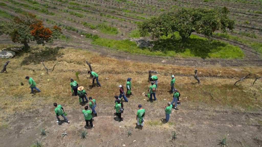 El estado mexicano de Jalisco busca recuperar sus bosques ante el auge mundial del tequila