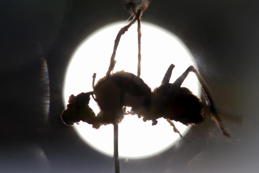 Descubren en México seis “hongos zombis”, uno bautizado en honor a Guillermo del Toro
