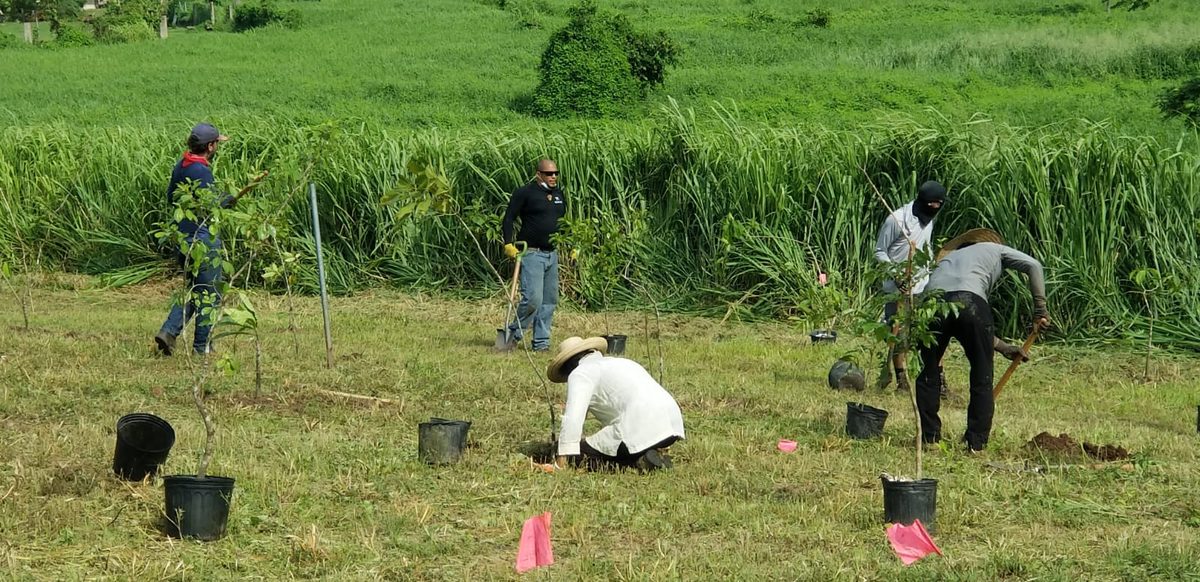 DRNA sembrará 200 mil árboles con fondos federales