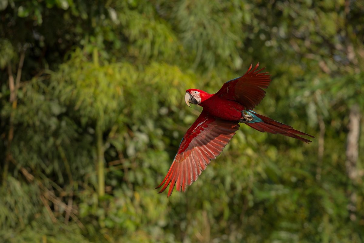 Roban guacamayo en Fajardo