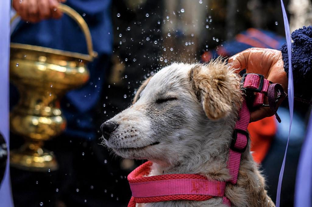 Bolivia celebra el Día de San Roque con ceremonias de bendición y homenajes a los perros