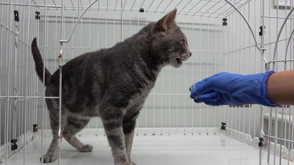 El origen de la ‘tarjeta de visita’ química de la orina de los gatos estaría en el riñón