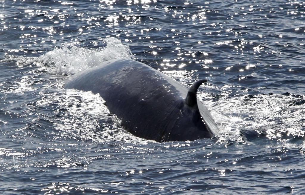 El calentamiento del Ártico atrae nuevas ballenas a Groenlandia y transforma su ecosistema