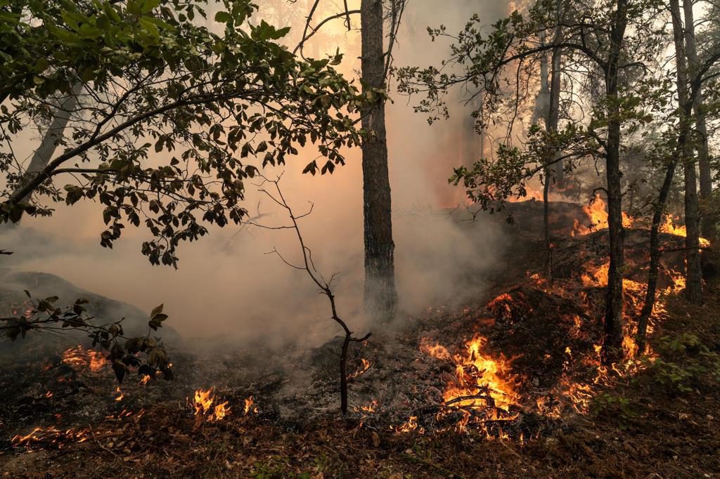 El bosque de Fontainebleau reabre al público tras el grave incendio de julio