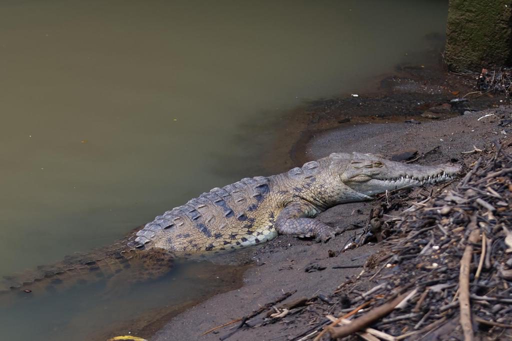 Entre calles y quebradas, los cocodrilos desafían el avance de la ciudad en Panamá