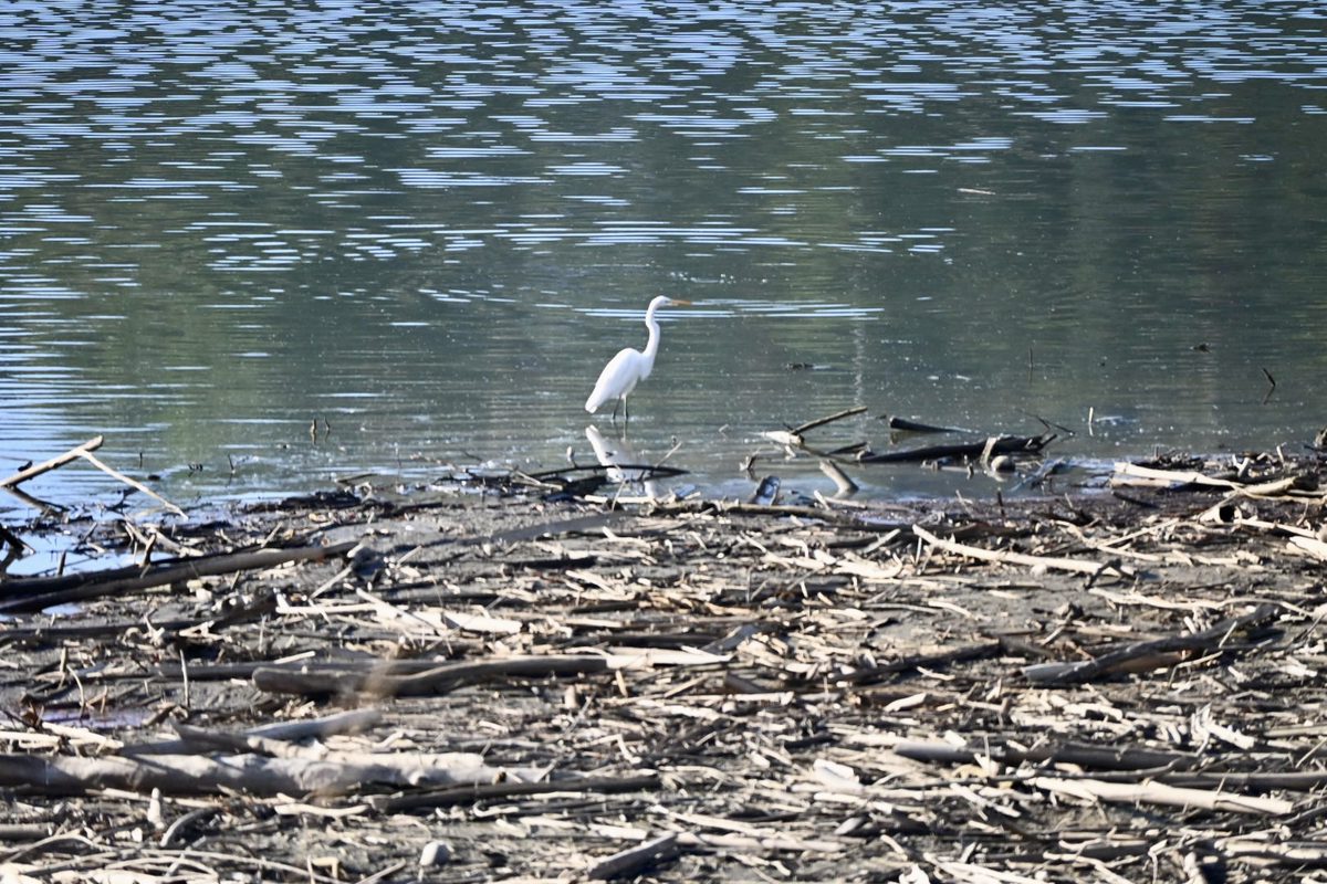 Bajo intensa presión embalse de Carraízo y La Plata