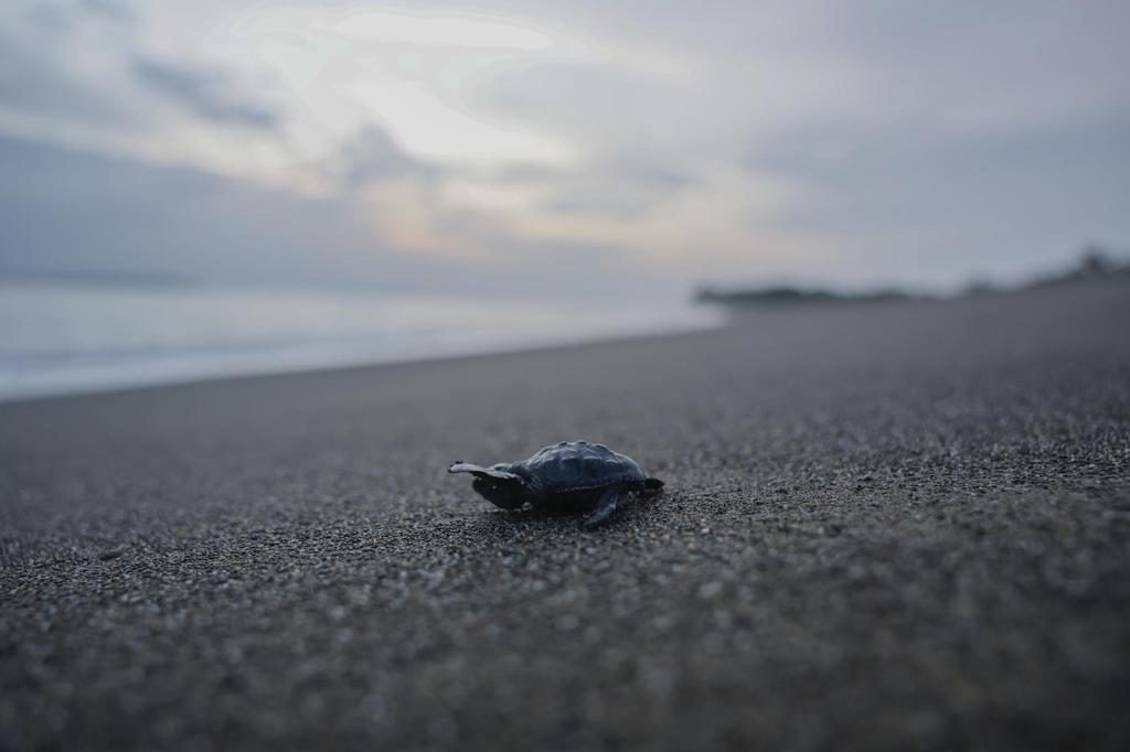 Playa Mata Oscura, hábitat crítico de tortugas que merece la «máxima protección» en Panamá