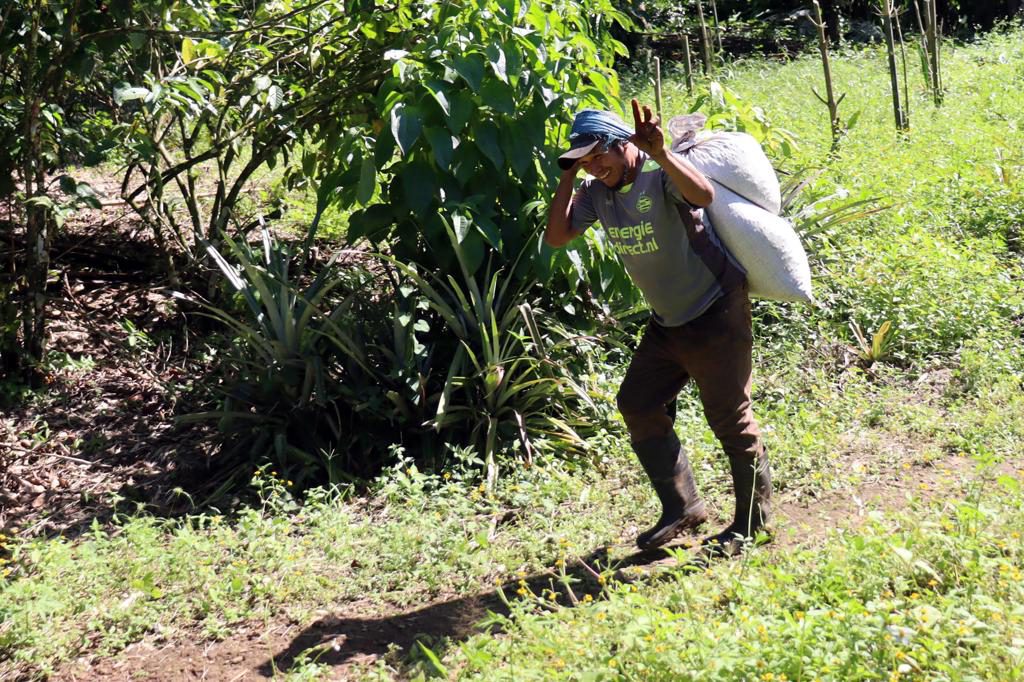 Estados Unidos concentra casi siete de cada diez exportaciones mexicanas de café