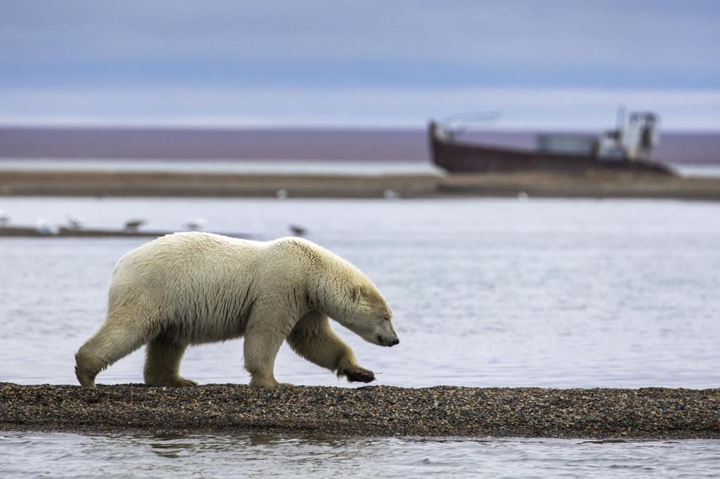 La ruta marítima ártica, foco de tensión también para el medioambiente