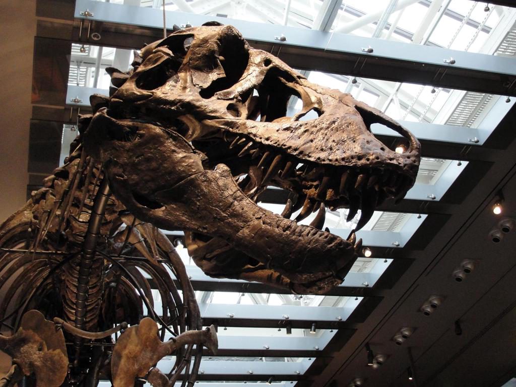 El Tyrannosaurus rex era de sangre caliente y se sabe por sus dientes