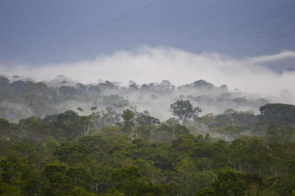 La estrategia más eficaz para la biodiversidad en Amazonas: proteger el  bosque existente
