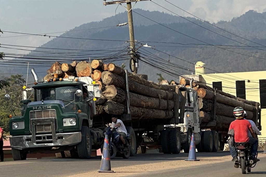 Industria de la madera en Honduras sobrevive entre incendios, tala ilegal y gorgojos