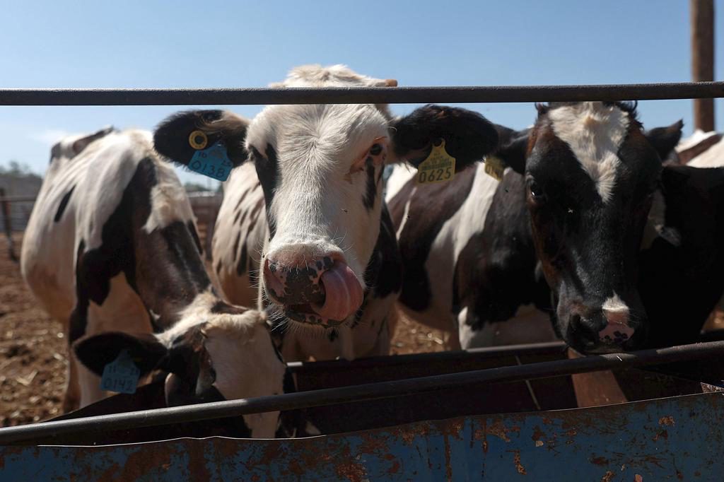 Chihuahua reanuda la exportación de ganado mexicano a EE.UU., tras cierre por gusano barrenador