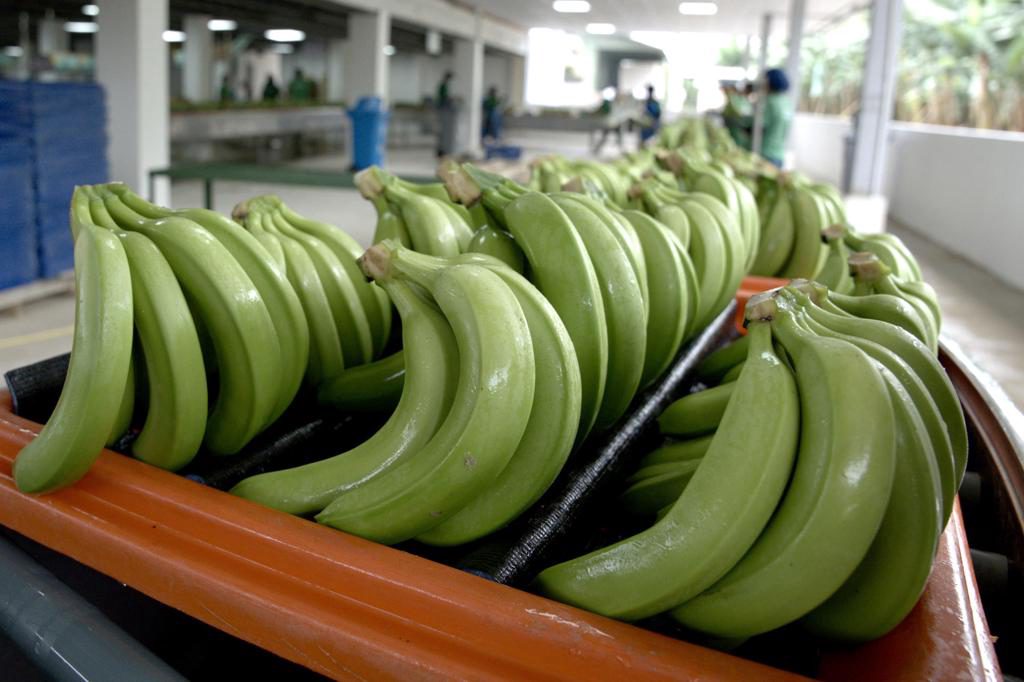 Detrás de éxito del banano de Ecuador: inversión en sostenibilidad que precios no reflejan