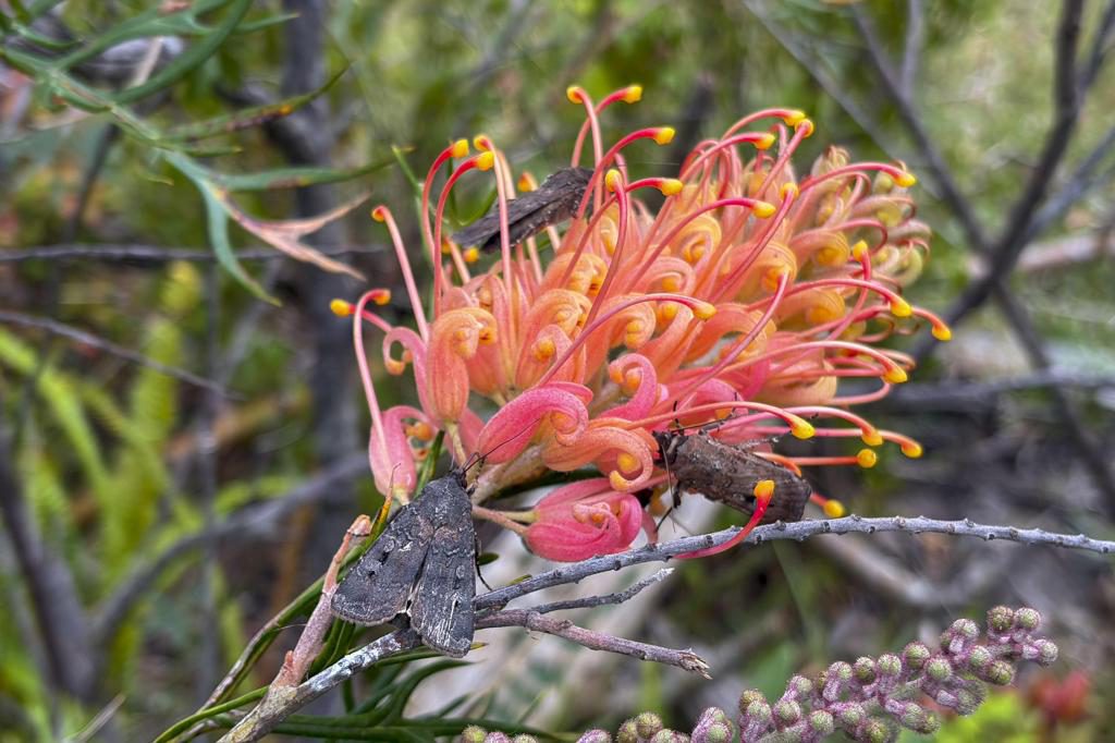 Una invasión de polillas devuelve la esperanza por una especie en peligro en Australia