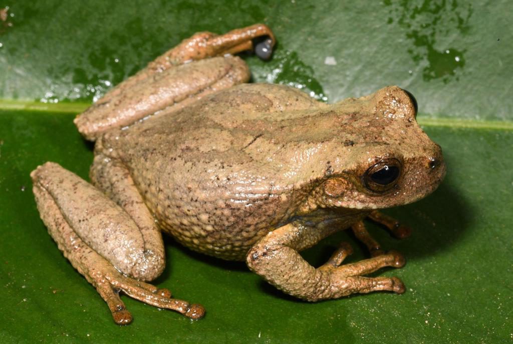 Descubren en bosques de Andes peruanos a una nueva especie de rana marsupial