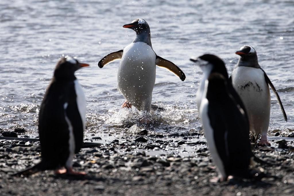 Los pingüinos, en el centro de una cadena biológica que acelera deshielo en la Antártida