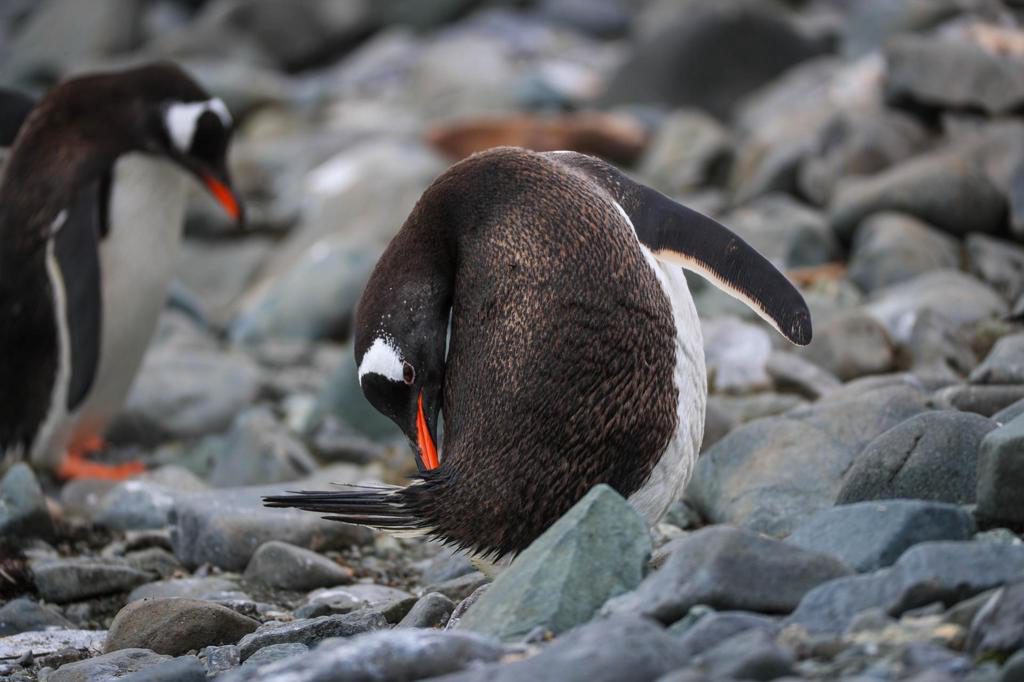 Los excrementos de las colonias de pingüinos antárticos, fuente de emisión de gas metano