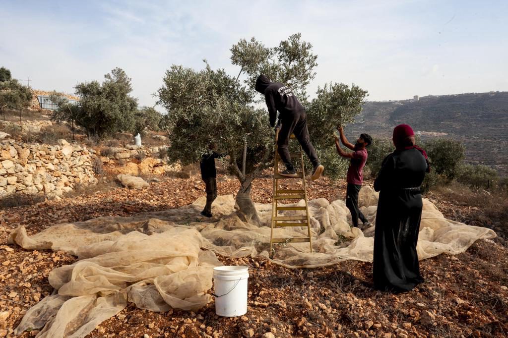 La violencia de colonos israelíes marca el inicio de la colecta de aceituna en Cisjordania