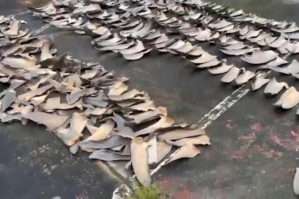 Detienen a un hombre por almacenar más de 4.200 aletas de tiburón en suroeste colombiano