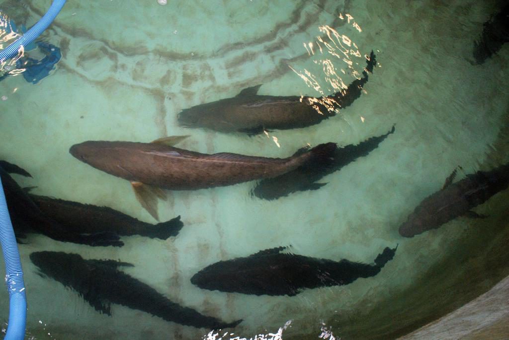 Autoridad de México logra prisión y multa millonaria contra sujeto por tráfico de especies