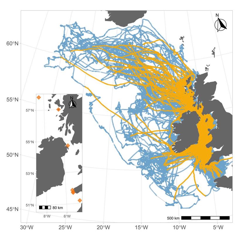 Las aves también sufren ‘jet lag’ en sus largos viajes migratorios