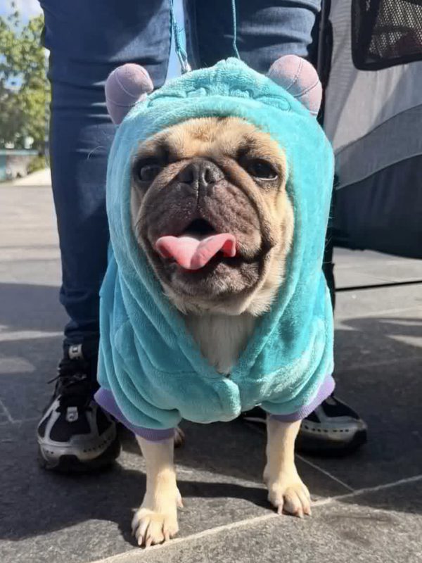 Cayey celebra con éxito el Octavo Cayey Pet Fest en la plaza Ramón Frade León